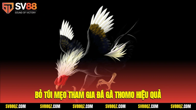 Bỏ túi mẹo tham gia đá gà Thomo hiệu quả