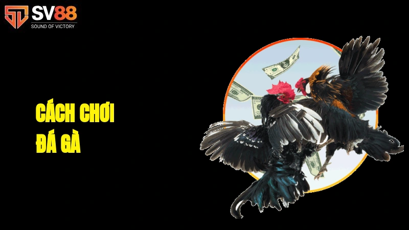 Cách chơi đá gà