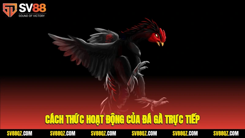 Cách thức hoạt động của đá gà trực tiếp