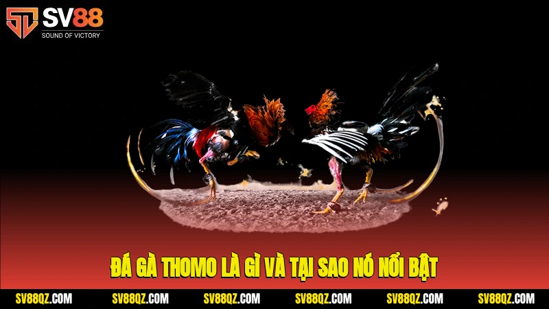 Đá gà Thomo là gì và tại sao nó nổi bật?